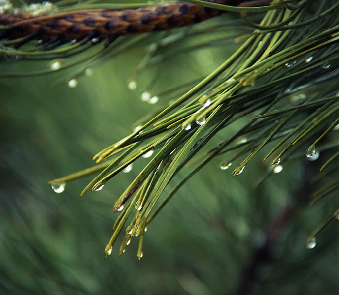 Thumbnail - Pine needles close up with drop of water on it